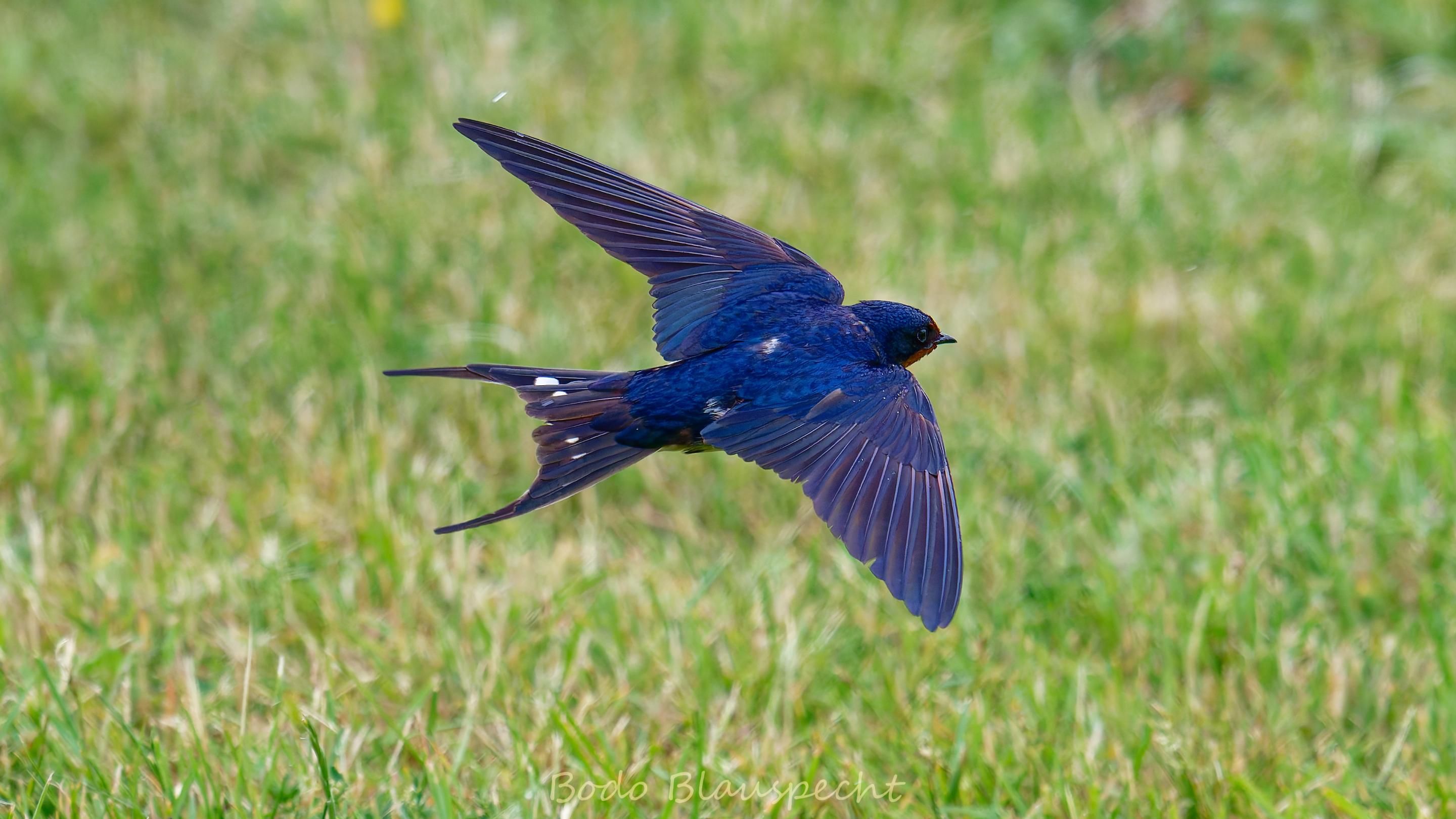 06.23 14.48 04   Natur   Maasholm HQ